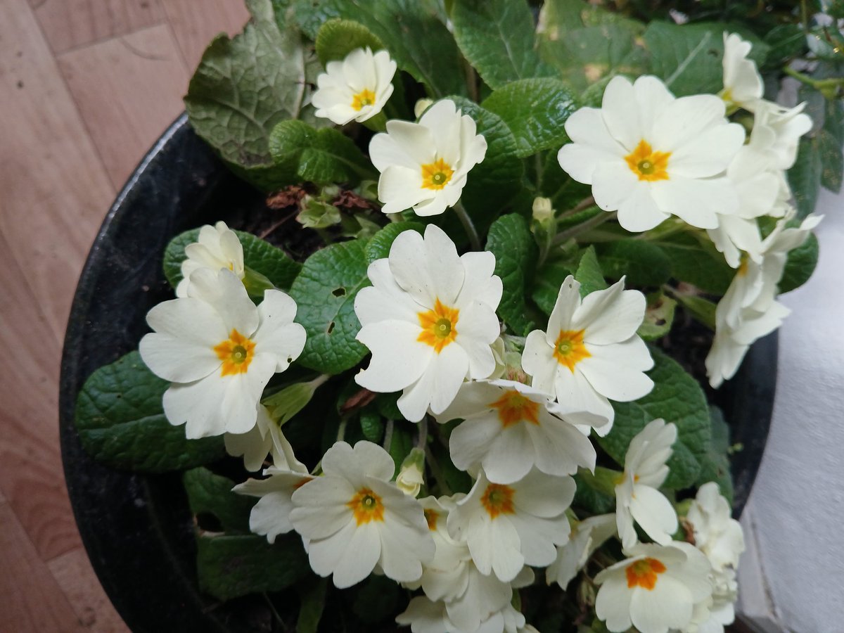 🗿📡🌱🫛🚴‍♂️David🏴󠁧󠁢󠁷󠁬󠁳󠁿 tweet media