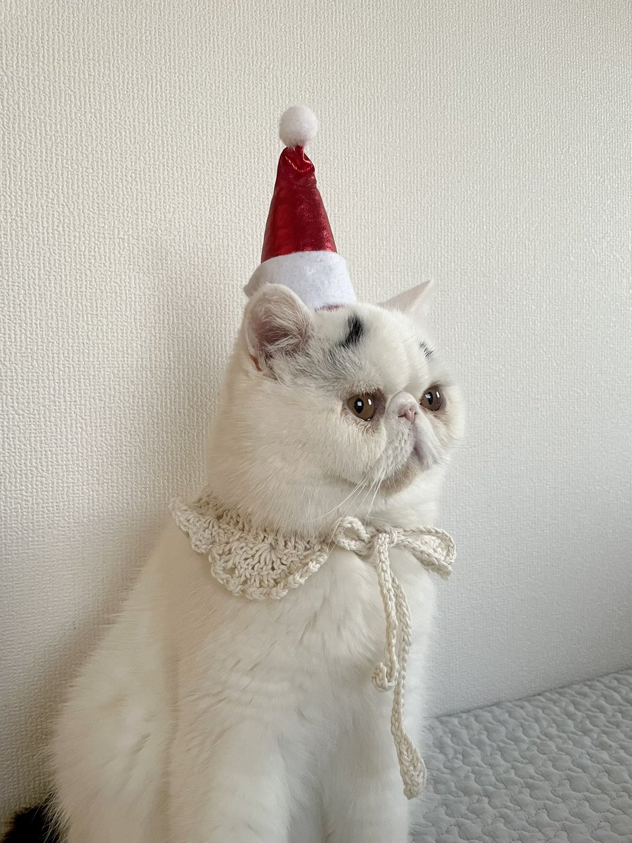 ふくまる（福丸） (@fukumaru_1001) / Posts / X