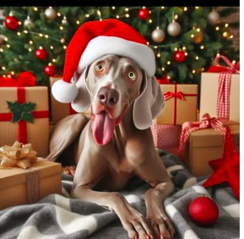 VickyVickstons1's tweet photo. Merry Christmas @KirstyLMitchell &amp; Kasper from me &amp; Teddy Bichon https://t.co/EU7dUajN1u
