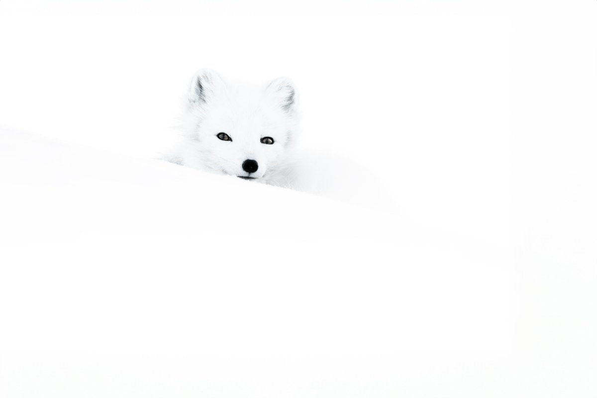 sonyitalia's tweet photo. ❄️ Buon Natale da Sony!
...e da una volpe artica vista con gli occhi di Marco Ronconi alle isole Svalbard, in una fotografia "bianco nel bianco".
📸 | Scatto realizzato con Sony A9II e FE 200-600mm.
#SonyAlpha #AlphaUniverse #SonyLandscape #SonyA9II #SEL200600G #Christmas https://t.co/ee9jXwZoZO
