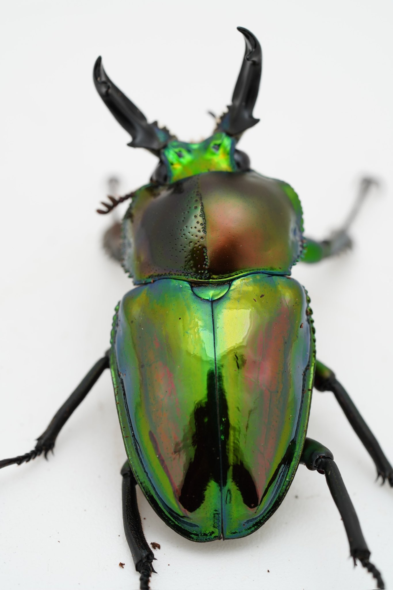 カブクワオタク ミズキ/GOKUSAISHIKI (@satoMism1999) / X