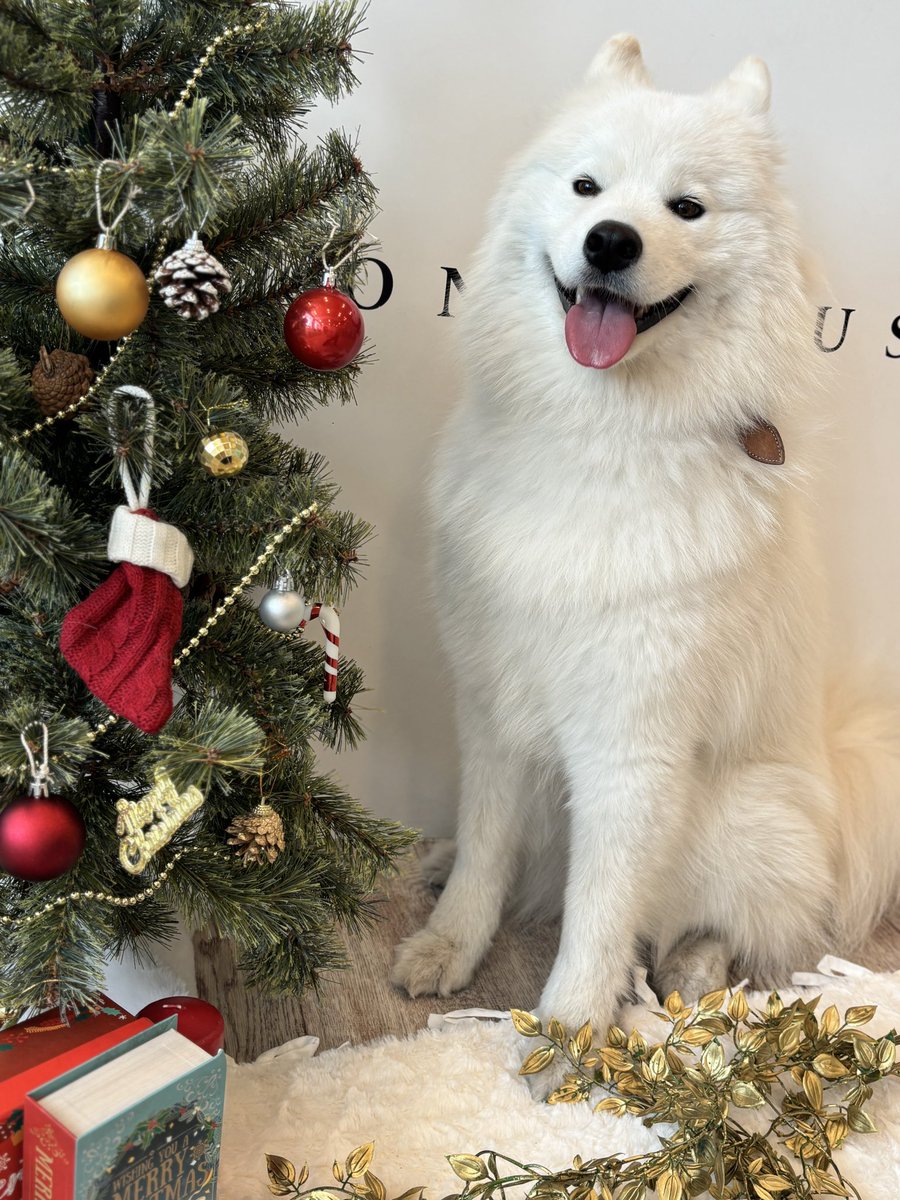 amuvdk1006's tweet photo. メリークリスマス🎅🎁 https://t.co/gzN33bcbwW