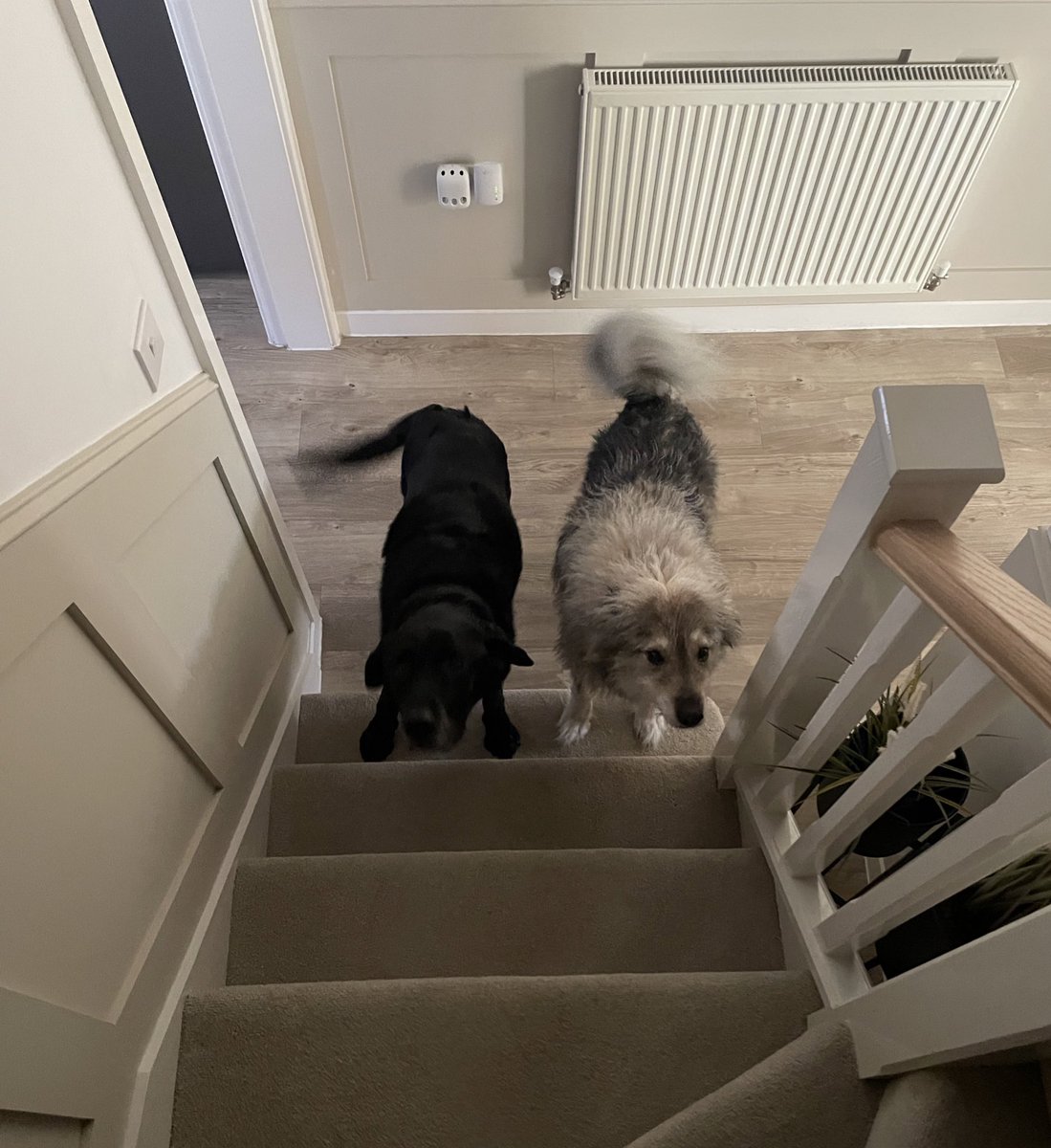 Harry &amp; Marv waiting to be hit by the paint cans #HomeAlone