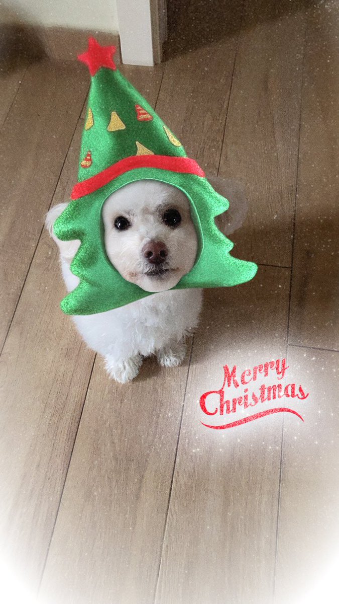 Cricchiola72's tweet photo. Sereno Natale 🎄 #Natale #snapchat #MerryChristmas2024 https://t.co/RCQ1oKTOlR