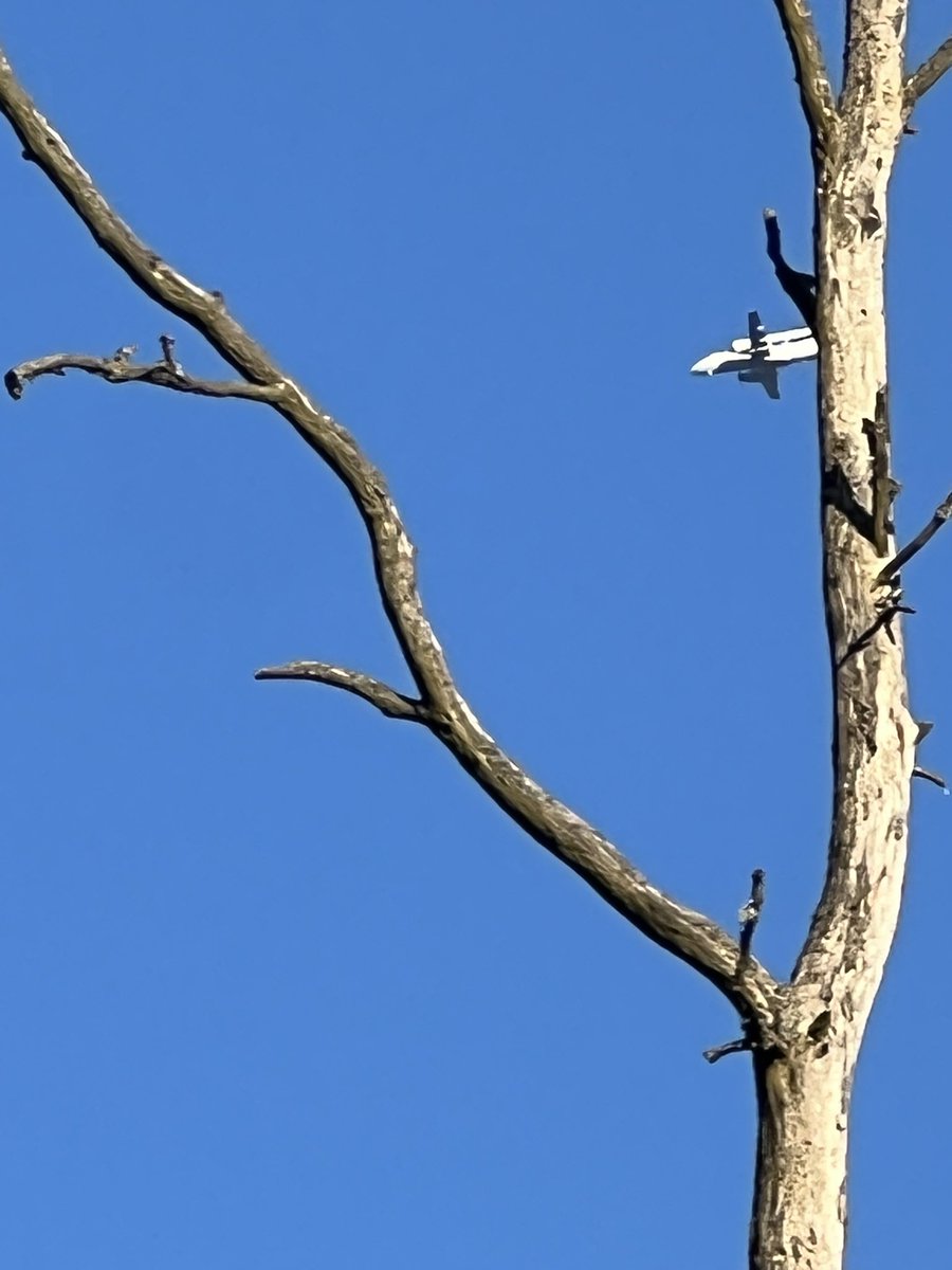 MJMarszalkowski's tweet image. Akuku… #Kaszuby