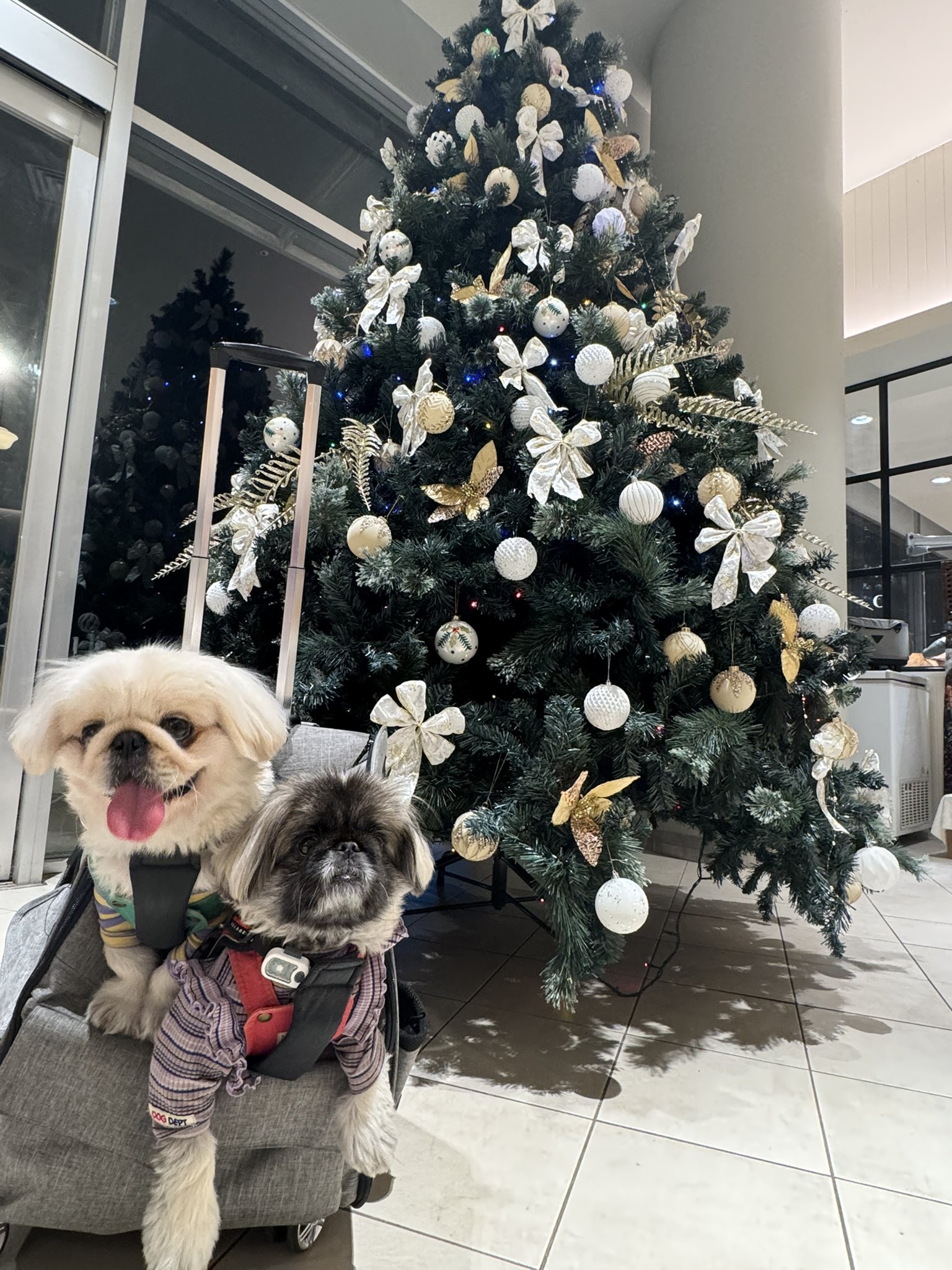 merry Xmas🌲✨ #後藤真希25周年 #メリークリスマス