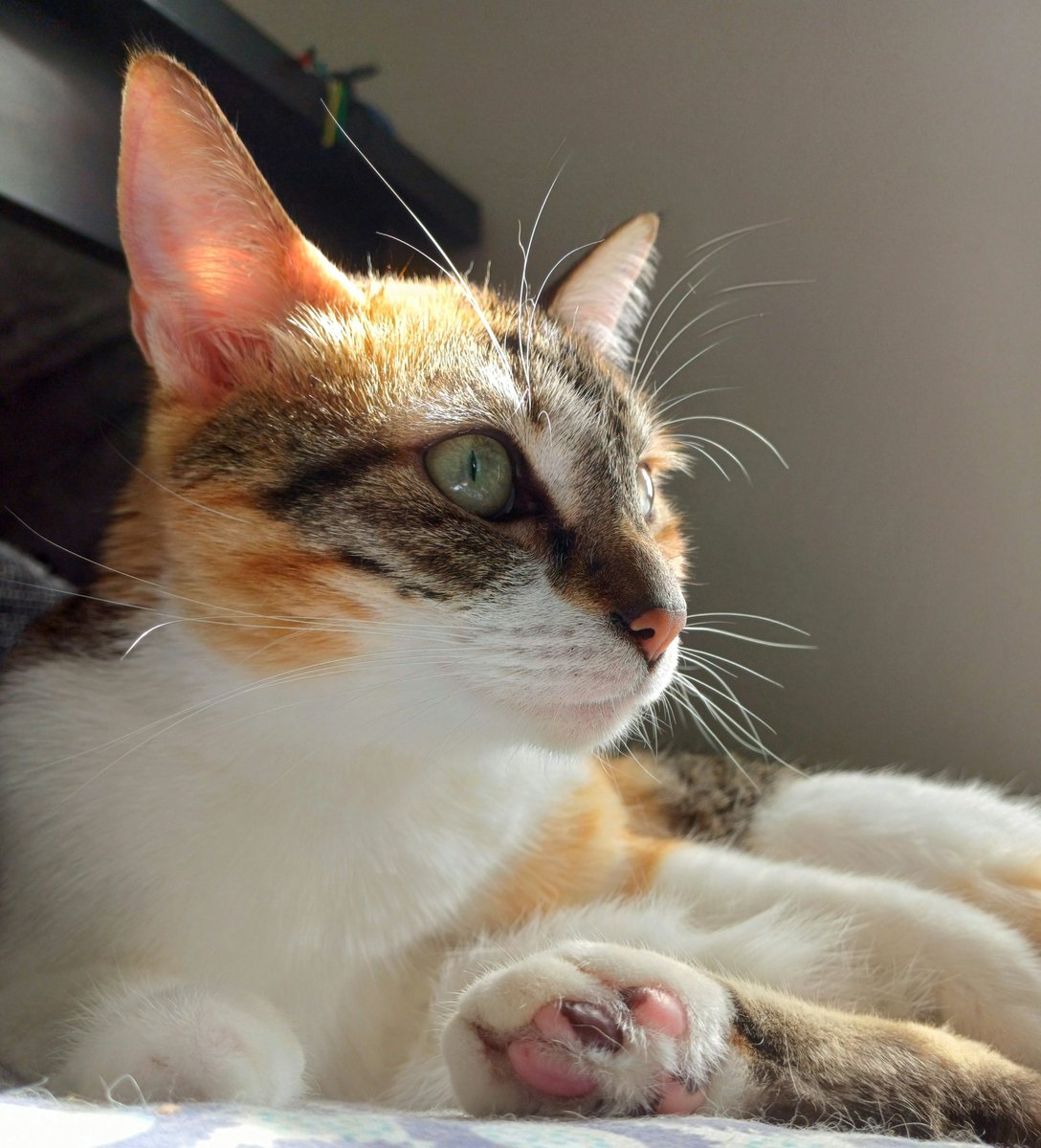 kitcatpuzzle's tweet photo. Festive fun in the sun 🎄☀️😸🐾✨️🩷🎁🌟
#festivecats #calicocuties #festivefelines #catsinsunshine #whiskerswednesday
https://t.co/zEjfcYC64L https://t.co/SeknRgyYM7