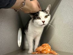 Grandma "Luigi" is running out of runway
because killing at NYC ACC is their way!
This dear girl is sweet as pie
and really must not ever die!
Adoption would surely be the key
or might we pledge you and me!
Tag <a href="/sachikoko/">Renee' Martin</a> with pledges!
VERY URGENT! 🙏
nycacc.app/browse/216391