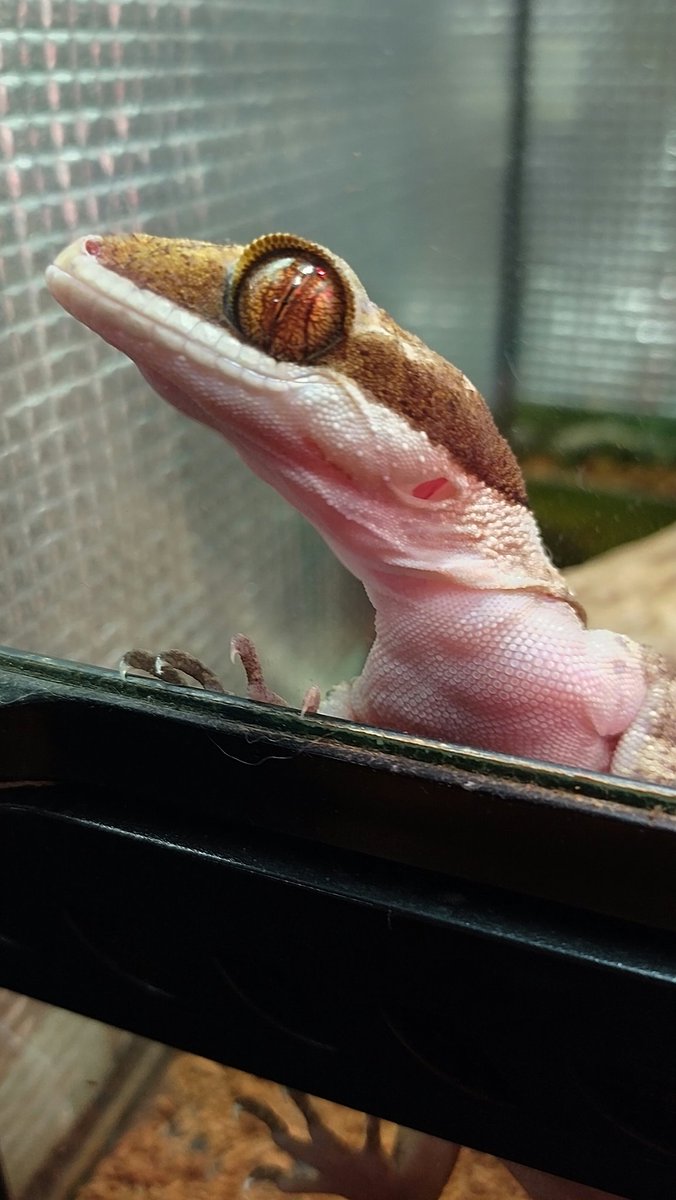 あ～↘️😔今から車のブレーキパッドとローターの交換だ😒
お金ちゃんが飛んで行くーッ‼️😭
昨日、部屋の電気を点けたら前に出ていたホソ蔵くん😙