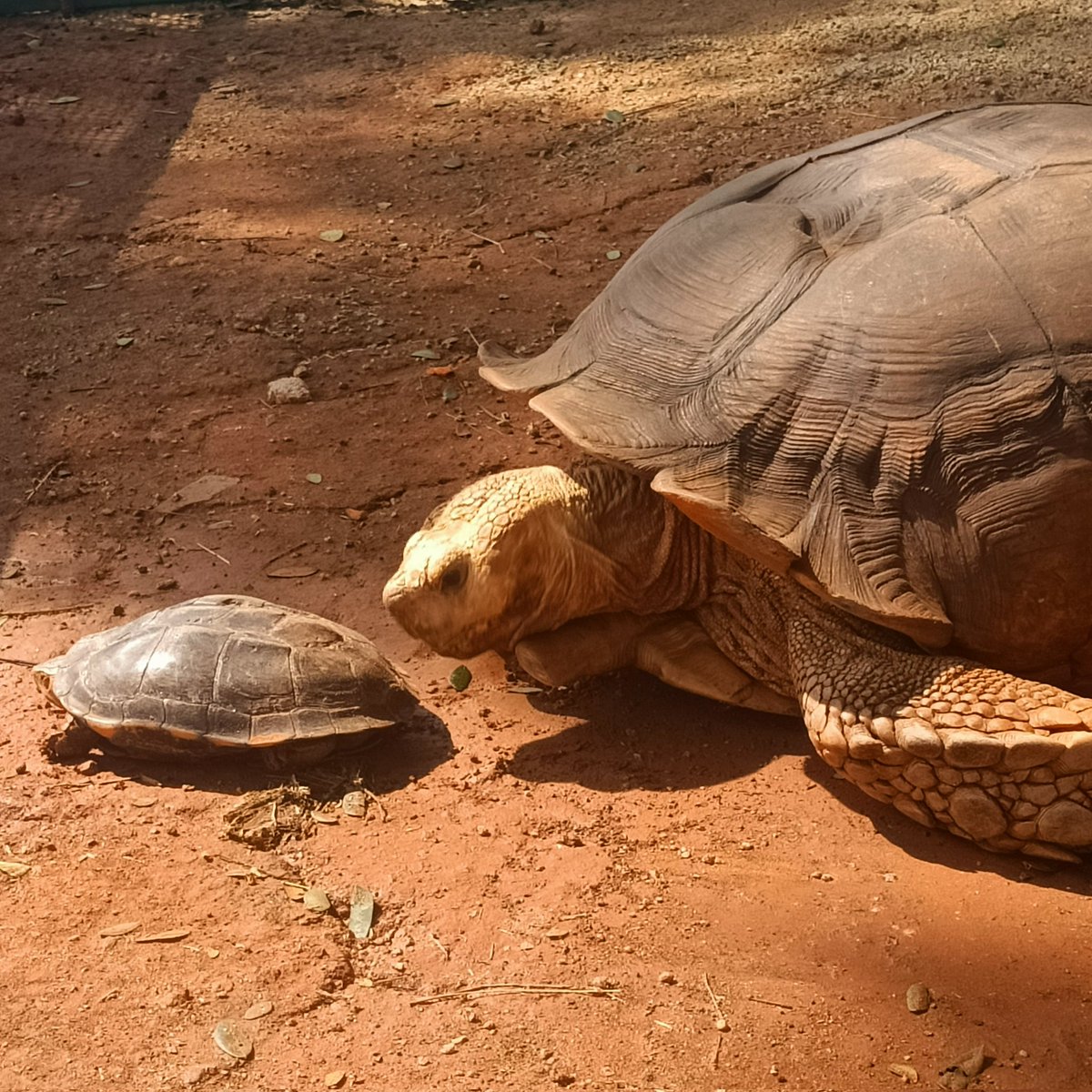 ixtsuki__'s tweet photo. เต่าๆๆๆๆ 🐢🐢 #กลับบ้านเกิด #ญาติที่ห่างหาย https://t.co/6P3TQb2wW1