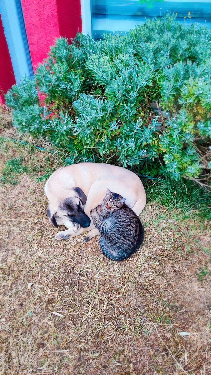 "Sevgi, türlerin ötesinde bir bağdır. Birbirini kucaklayan bu dostlar, dünyayı güzelleştiren detaylardan biri. 🌿❤️"
#MerryChristmas
#Dost 
#yenibirgün 
#barış