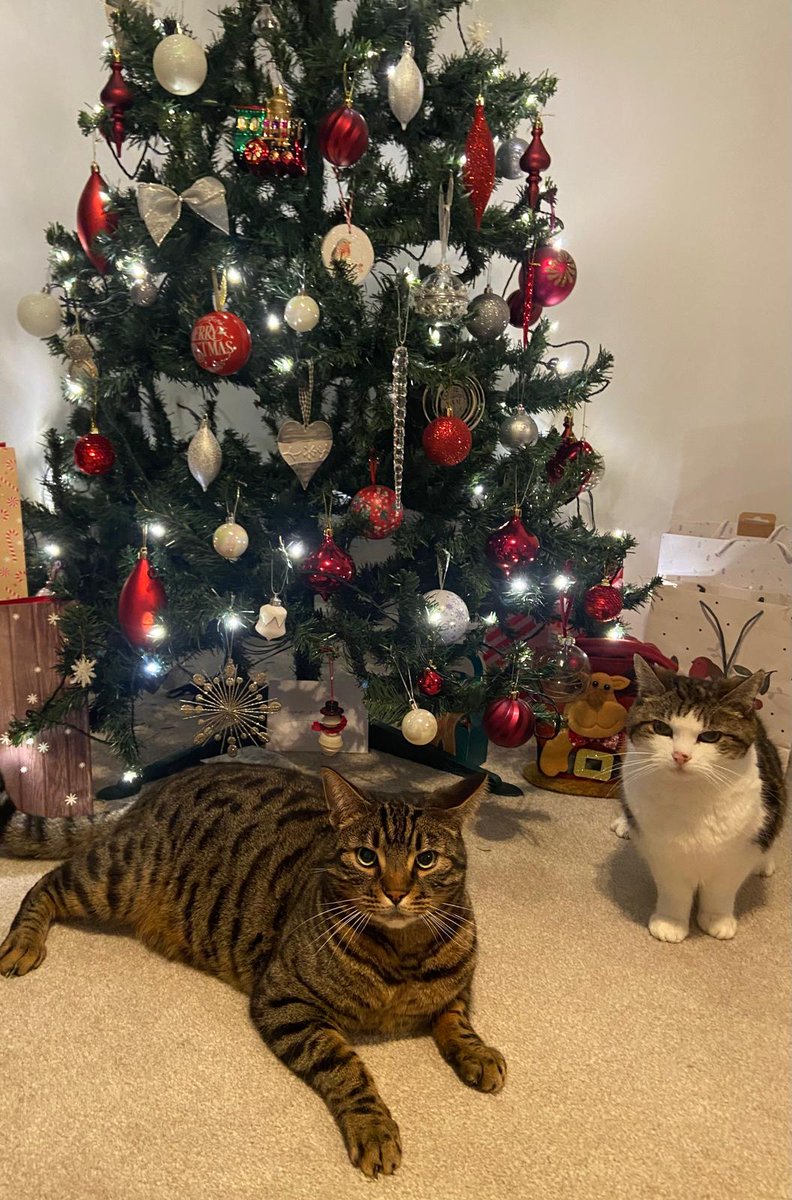 IMinimann tweet media