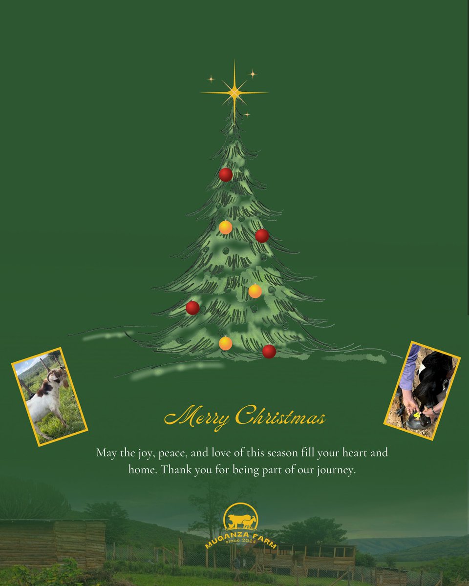 muganzafarm's tweet photo. This festive season,we’re grateful for the gift of growth, health, and the support of our amazing community.
May your holidays be filled with joy, peace, and prosperity as we continue nurturing the future together.
Cheers 🥂🎄🎁
#MuganzaFarm #ChristmasGreetings #FarmingWithLove https://t.co/kdB6kpyxIi