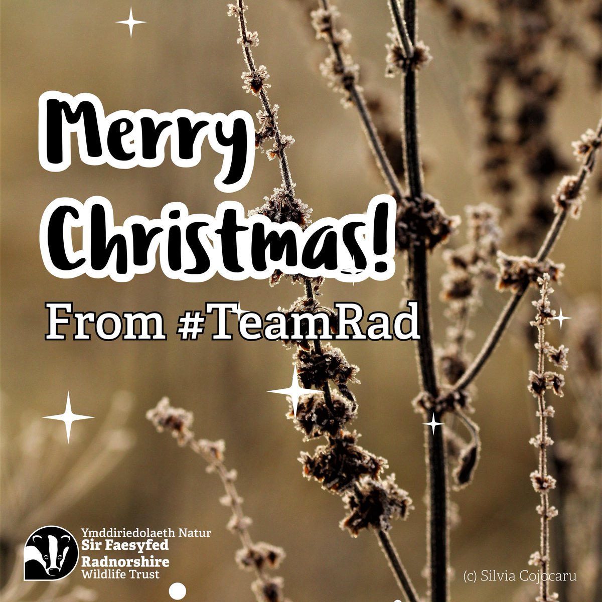 rwtwales's tweet photo. Merry Christmas to our supporters from everyone at #TeamRad. We hope you have a relaxed and joyful day and you're able to get outdoors for day 1 of #12dayswild.
Why not unwrap the wonders of the great outdoors by going on a Christmas Day walk?πΆββοΈπ£β¨ https://t.co/FZKjct4mX3