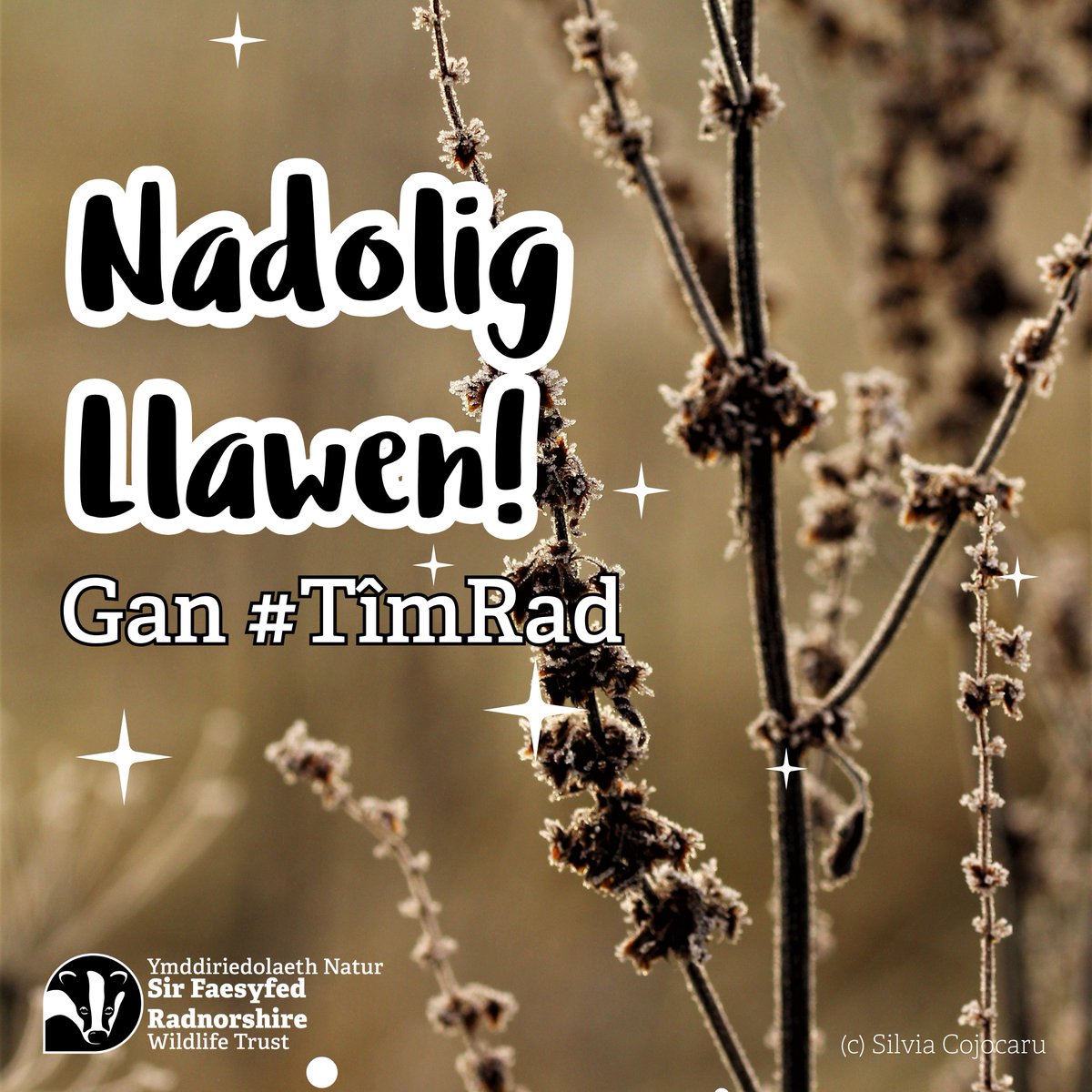 rwtwales's tweet photo. Merry Christmas to our supporters from everyone at #TeamRad. We hope you have a relaxed and joyful day and you're able to get outdoors for day 1 of #12dayswild.
Why not unwrap the wonders of the great outdoors by going on a Christmas Day walk?πΆββοΈπ£β¨ https://t.co/FZKjct4mX3