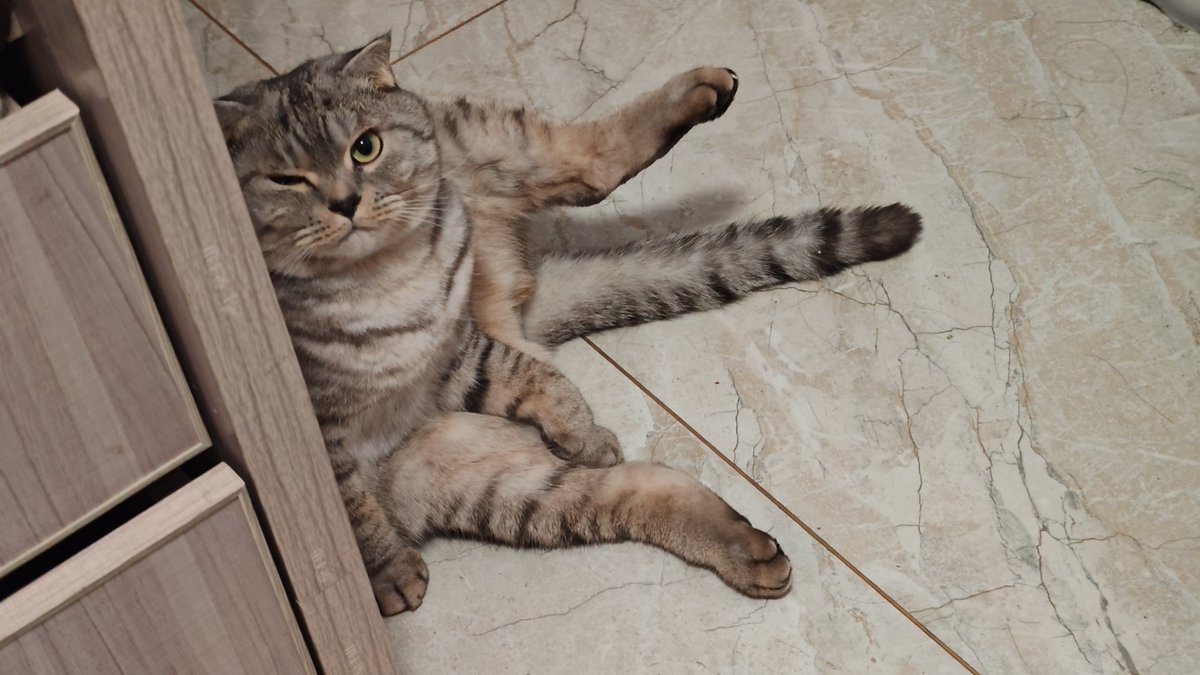 aggie0303's tweet photo. 凑凑的猫 https://t.co/HWuO9hkkrR