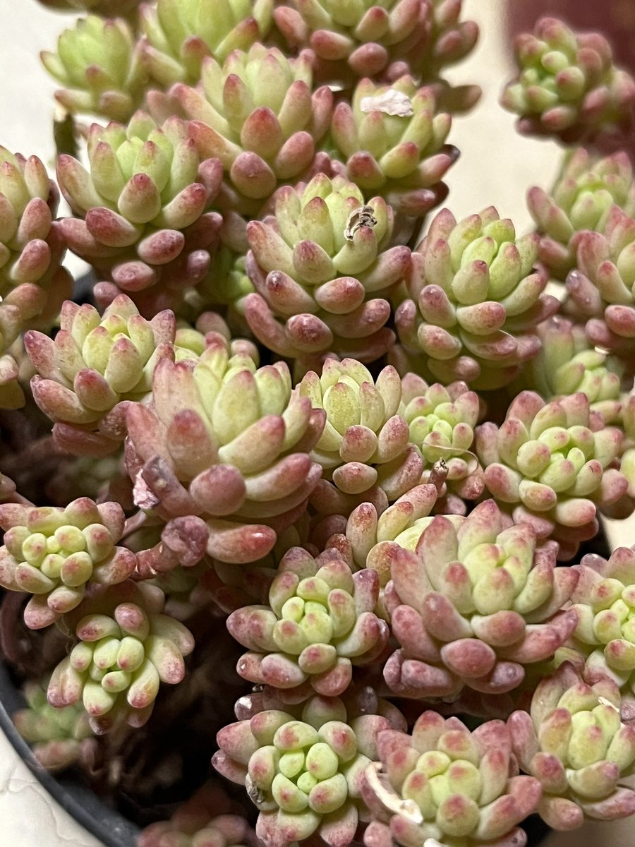 花団錦届いた〜 名前の錦は斑入りとは関係なさそう。 レッドベリーhyb