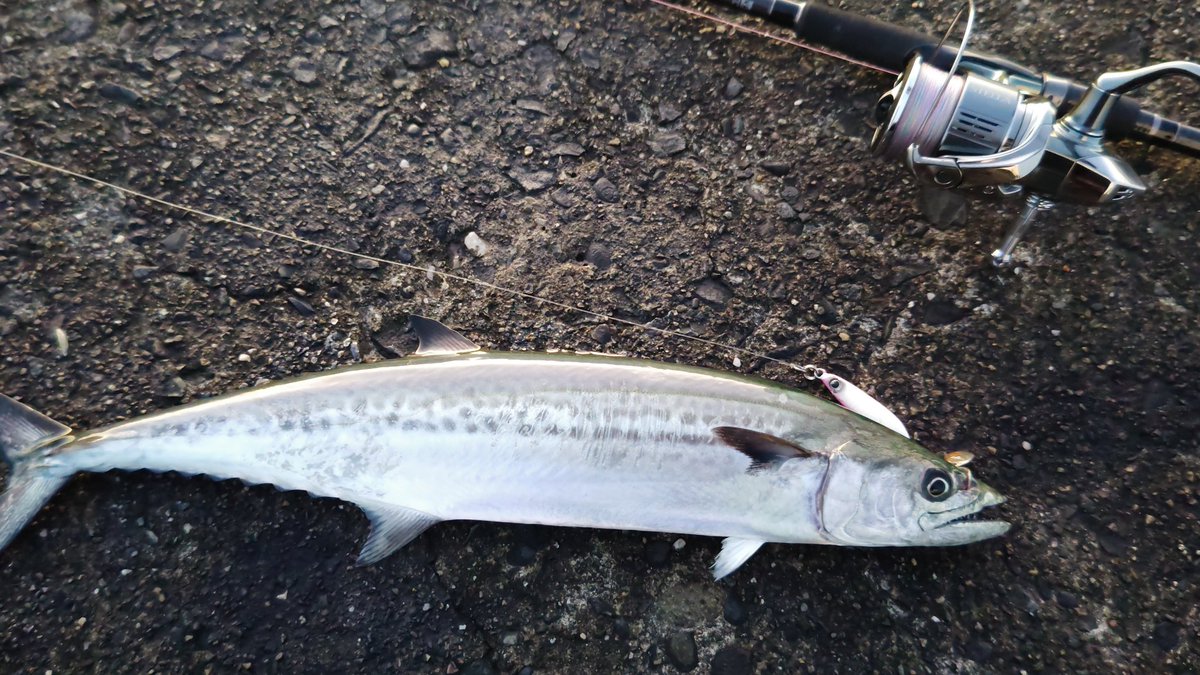 朝イチ
サゴシ
ルアーもリーダーも
無事で良かった✨
#ライトショアジギング 
#イワシジグこつぶ