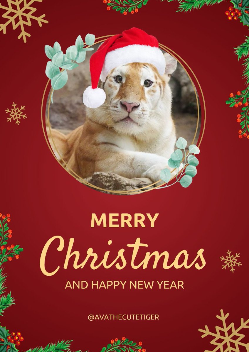 Avacutetiger🐯 tweet media