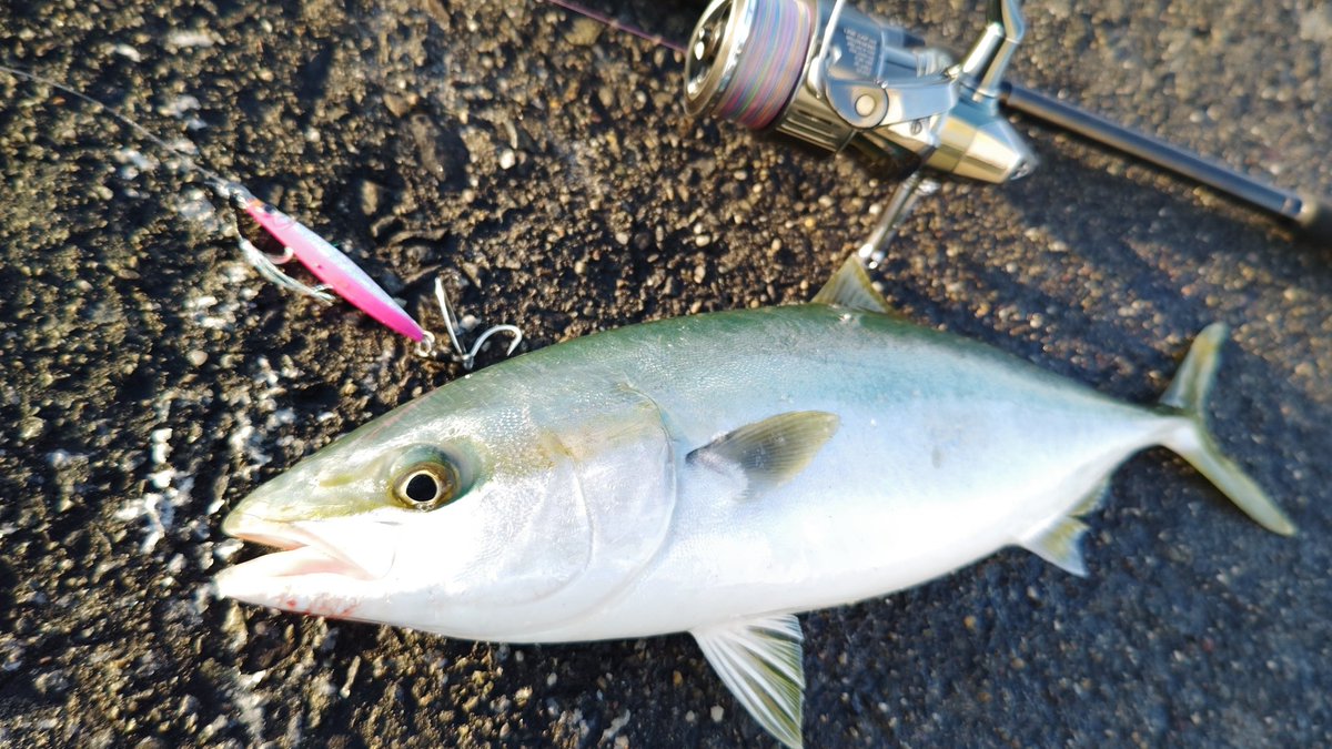 ヤズっ子よ。
親を連れてきて〰️

#メタルエフェクトブレード
#バブリーピンク
#2024年12月井熊の陣