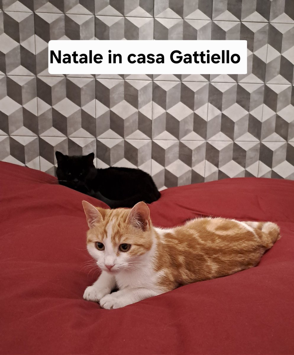 irene stracuzzi (@irestrac) on Twitter photo 