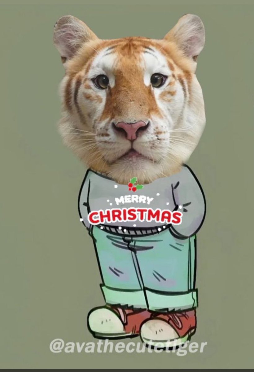 Yyugde64's tweet photo. @avathecutetiger #Christmas to #AVA https://t.co/w9OABph35y