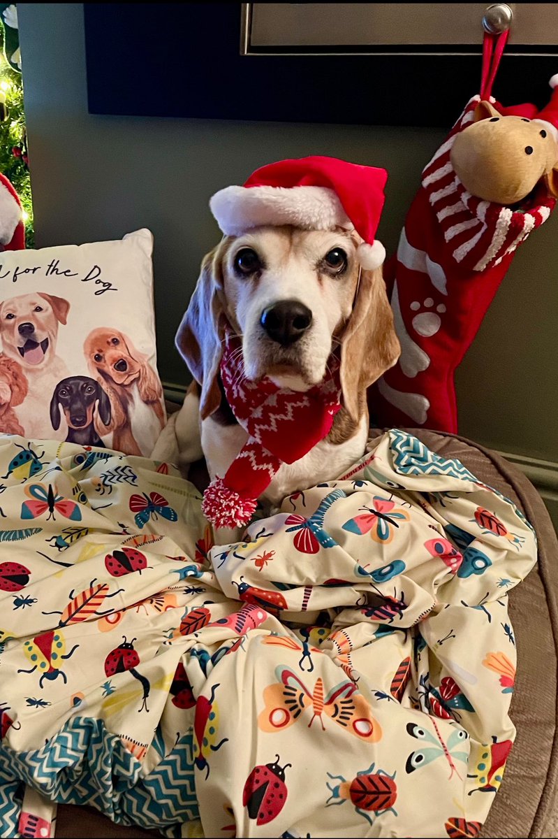 🌈Angel Raffa🐞 Sasha Beagle🐞 tweet media