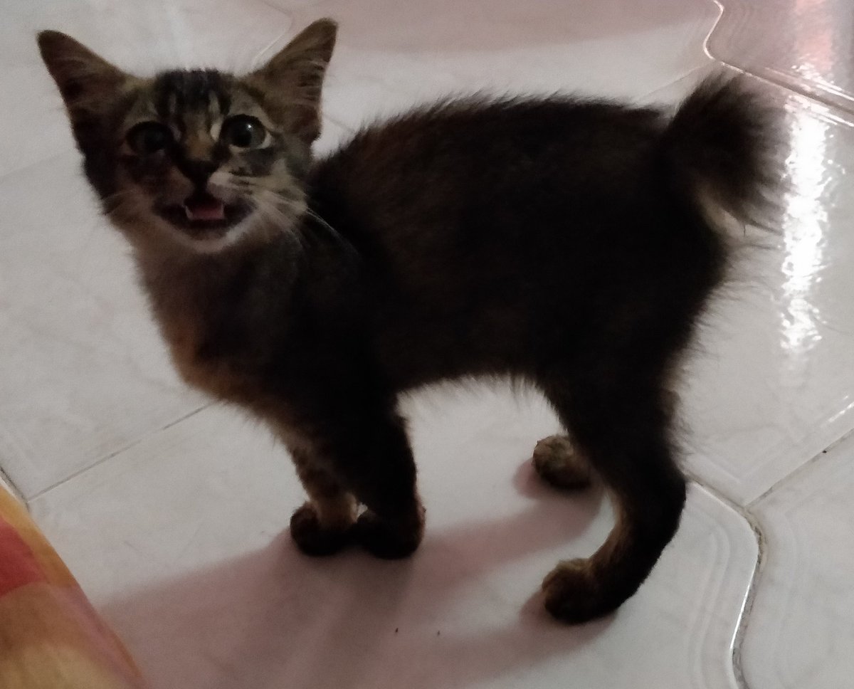 ninashakirax's tweet photo. Michael.

Our very first cat. She's been around since 2019 kot tapi none of us realized it until I checked my photo gallery. Masa PKP baru we bonded a little sebab semua orang stuck kat rumah. On Oct 2020 dia bawak her newborn kittens and that's when we decided to adopt them. https://t.co/fzlkVnlIDP