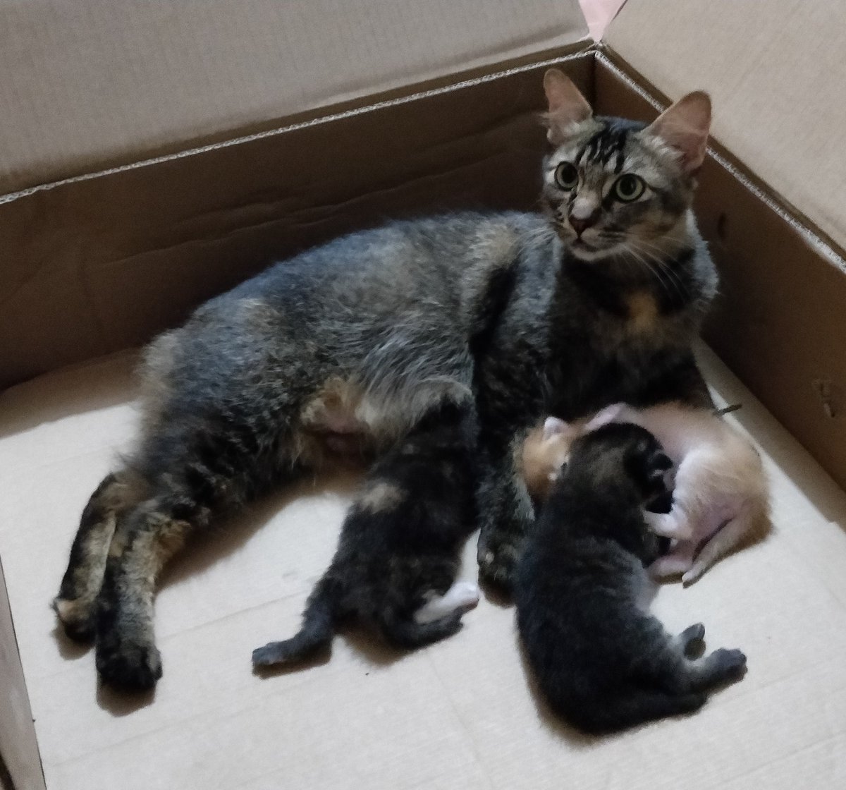 ninashakirax's tweet photo. Michael.

Our very first cat. She's been around since 2019 kot tapi none of us realized it until I checked my photo gallery. Masa PKP baru we bonded a little sebab semua orang stuck kat rumah. On Oct 2020 dia bawak her newborn kittens and that's when we decided to adopt them. https://t.co/fzlkVnlIDP