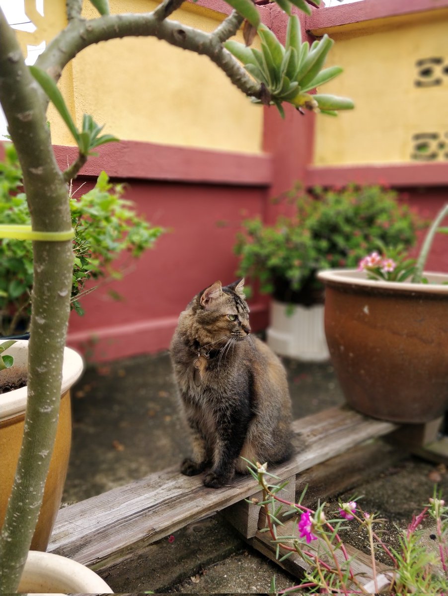 ninashakirax's tweet photo. Michael.

Our very first cat. She's been around since 2019 kot tapi none of us realized it until I checked my photo gallery. Masa PKP baru we bonded a little sebab semua orang stuck kat rumah. On Oct 2020 dia bawak her newborn kittens and that's when we decided to adopt them. https://t.co/fzlkVnlIDP