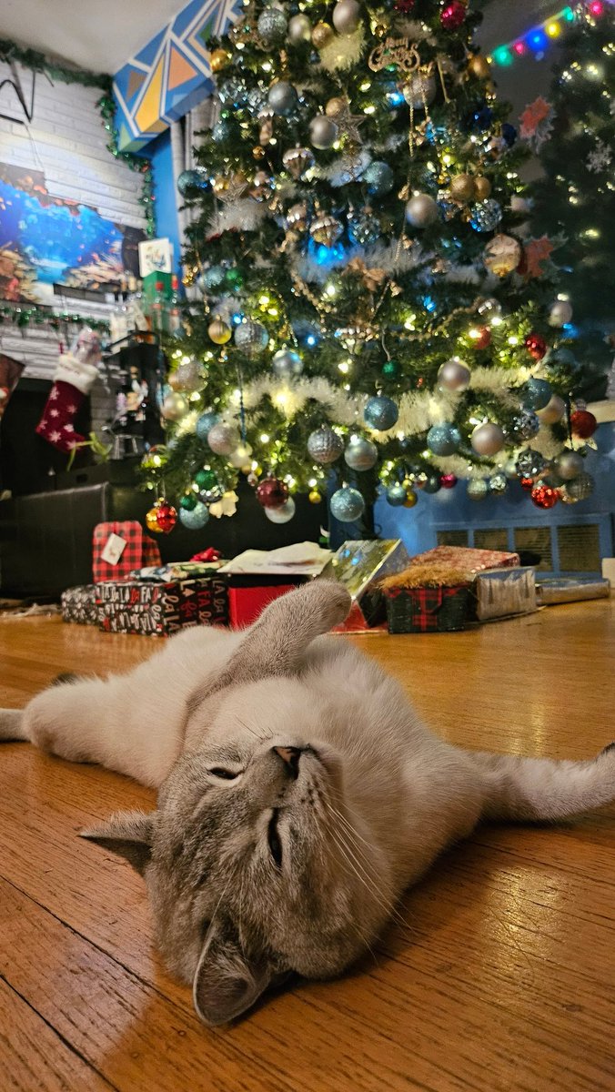 Meowy Christmas to all my fellow hoomans and furriends! 🎄🐾 
May your day be filled with treats, naps, and just the right amount of chaos. 

#MerryChristmas