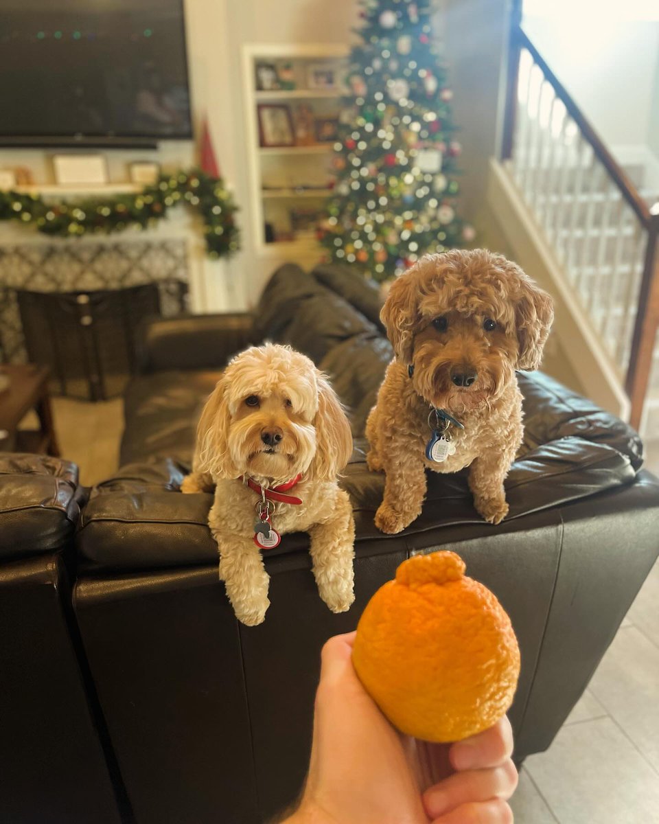 ✨ ‘Tis the season to share some joy!

Whether it’s with family, friends, or even your furry pals, we hope your holidays are extra sweet. 🧡

📷: @thepaulbecker