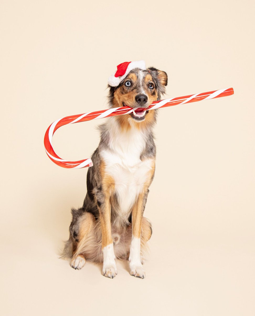 A very Merry Christmas to all you beautiful pups and pawrents!🎄⁠
⁠
From all of us at Pooch &amp; Mutt, have the most magical day 💜🎅⁠

#PoochAndMutt