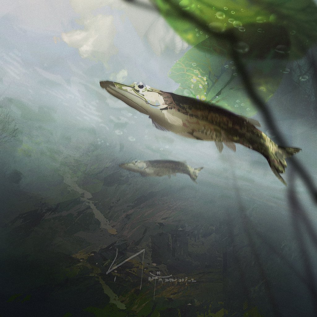 MaojinLee's tweet photo. Every time the tide rises, a lot of "pointed-billed salmon" will run into the river of Wuyu Island, which is quite special. https://t.co/xcDZ9ZXvmL