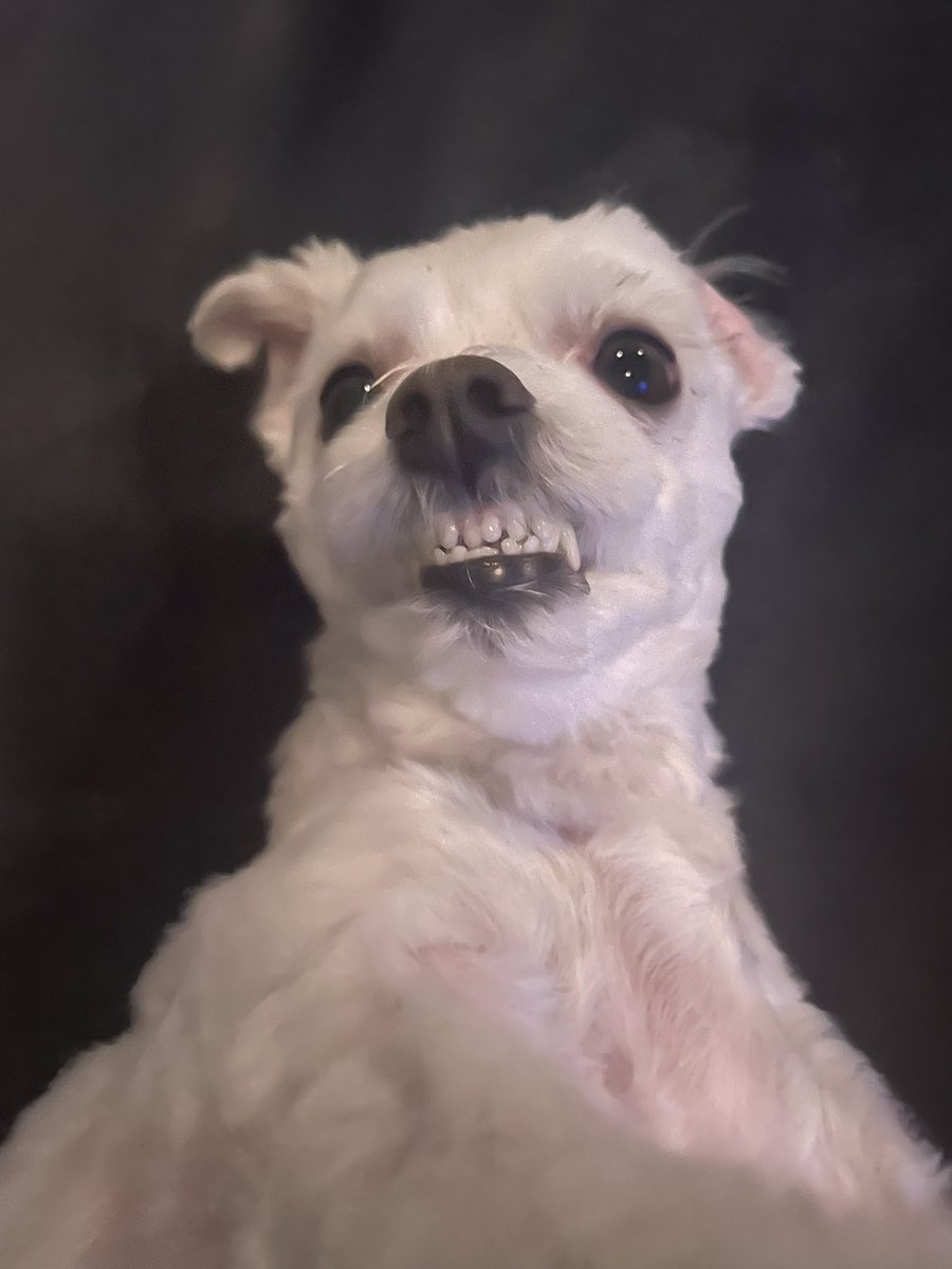 kazmillers's tweet photo. @MetalGearFacts1 my dogs name is also bubbles!!! https://t.co/Bfuxr9zoLj