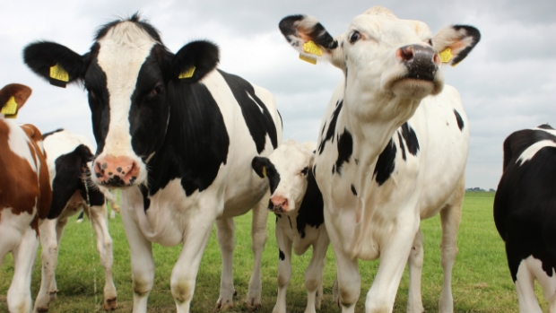 Provincies ondersteunen meer boeren met Regeling Reductie Stikstofuitstoot -  veldenkrant.info/l/91424