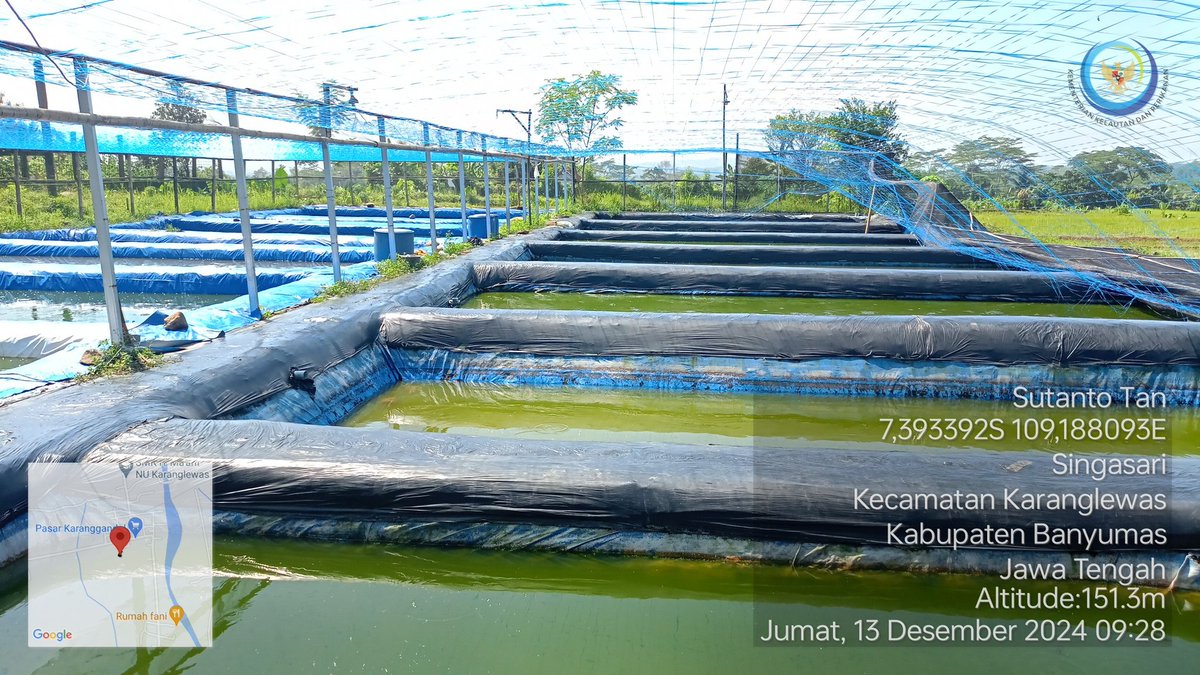 TantoPwt's tweet photo. Jumat, 13-12/2024 Pendampingan penggunaan induk unggul tuk kegiatan pembenihan ikan Lele di UPR bpk. Yakub ds. Singasari kec. Karanglewas. Selama ini produksi benih yg dihasilkan mencapai 100.000 ekor dgn uk. 4-6 s/d 7-9 cm
#LuhLapor
#GiatLuhkanSatminkalTegal https://t.co/vlIecTnB7I