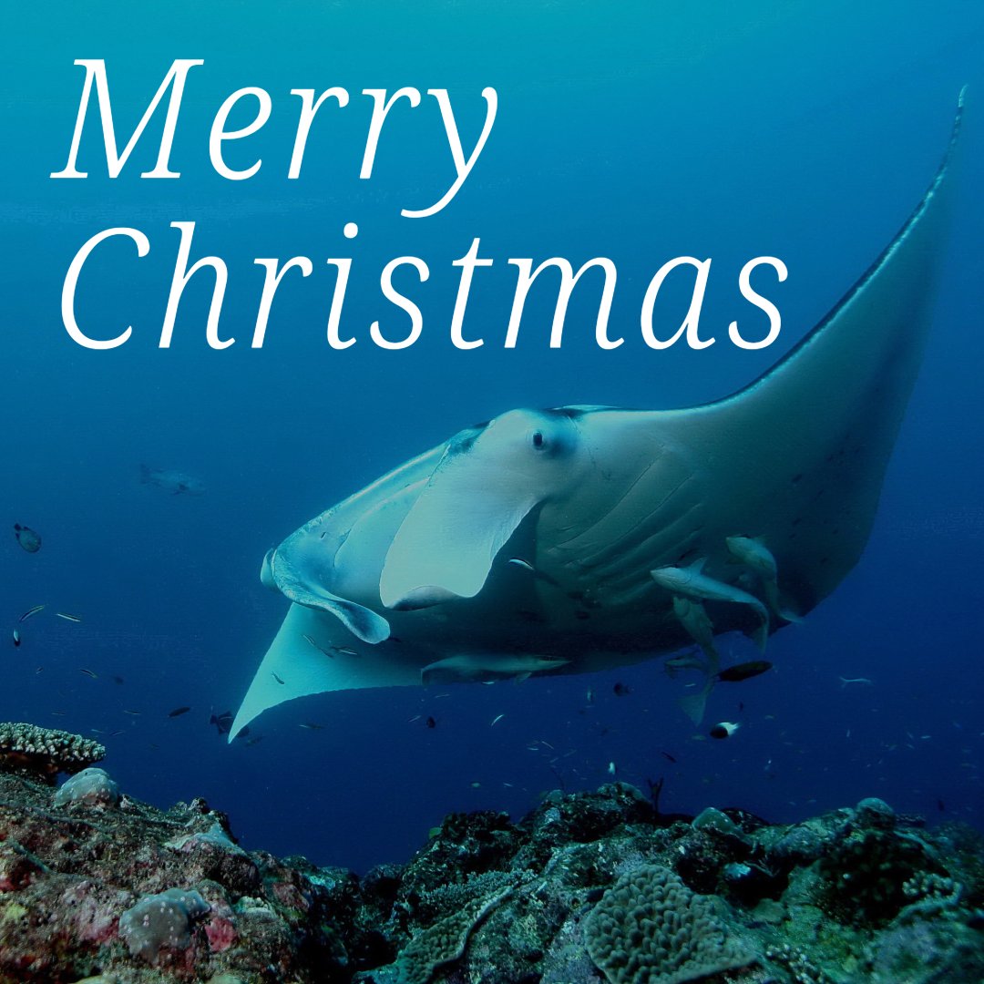 From everyone at Regal Dive, Merry Christmas!

We hope you have a wonderful festive time, and we can't wait to help you plan your next diving holiday in 2025! 🎄