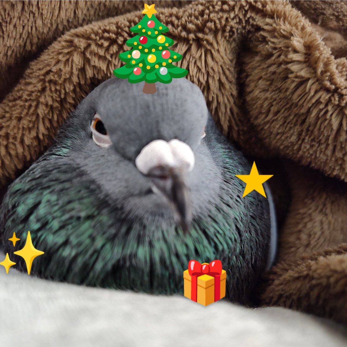 takereba's tweet image. 今頃ですが のっかってみました🥳
#鳥のアタマにツリー