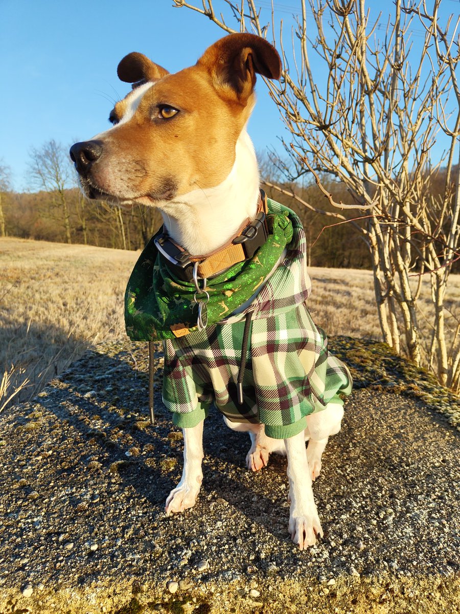 guckt mal, ich habe einen Pullover bekommen vom Weihnachtsmann!