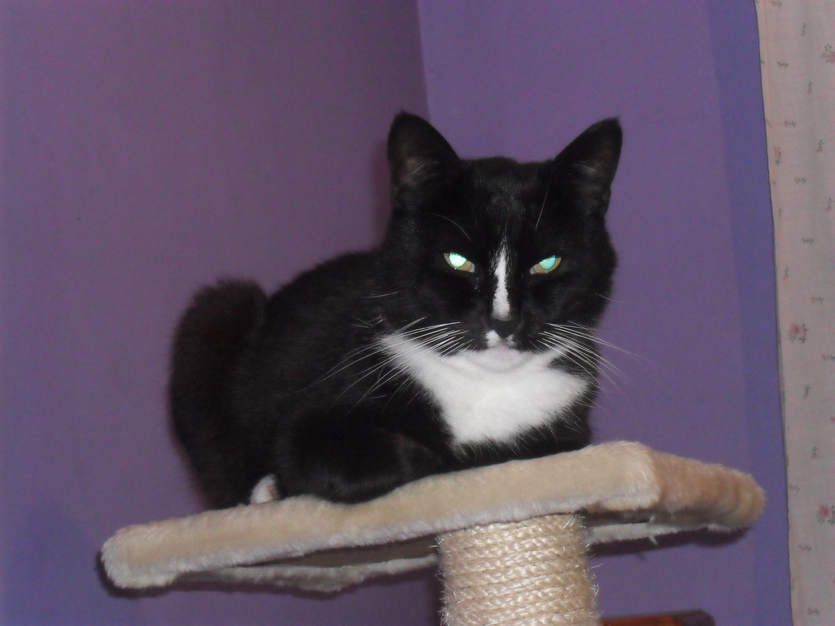 DarkBamboozler's tweet photo. This will be my first birthday in sixteen years without Whizzy. I don't even like Christmas as it is. https://t.co/xvFTt9wAAV
