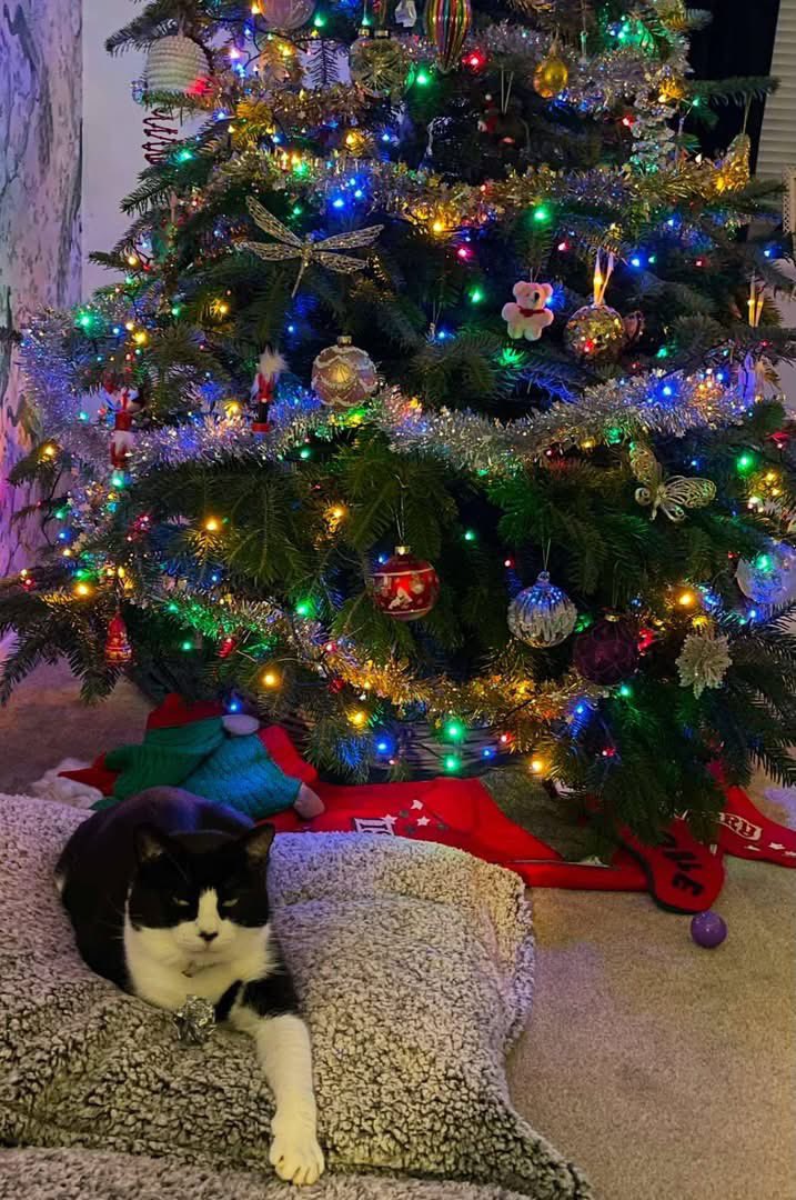shelternews's tweet photo. A lovely Christmas update on one of last years Advent Cats - Eric.
Last year he was number 23 in our calendar and this year heโs looking very happy and settled in his new home.
Happy Christmas Eric ๐ธ๐๐
๐ผ
#CatAdvent #lifeisbetterwithacat https://t.co/UBMV3tDFjp