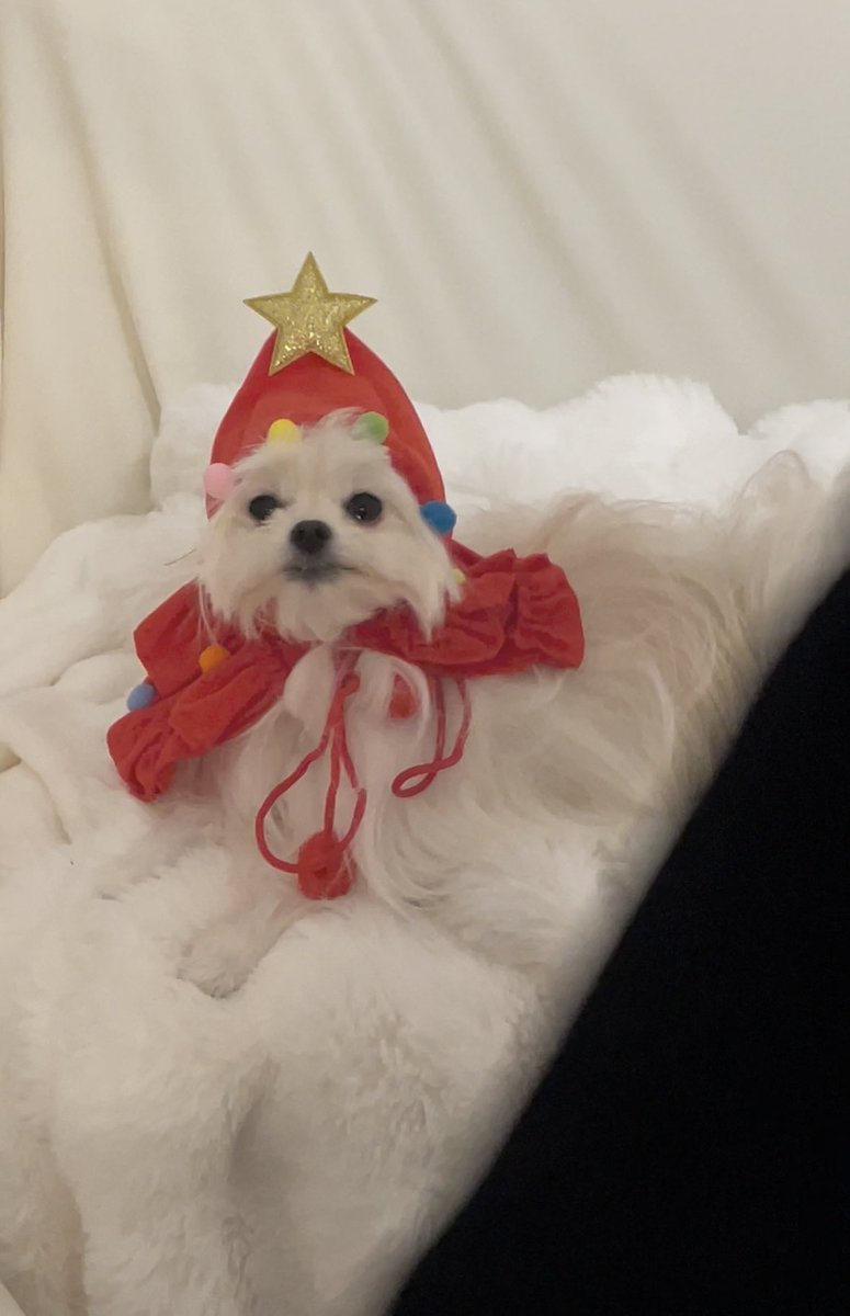 kawai_nu_san's tweet photo. 人間がクリスマスの布を発見し、
惰性で着せられた犬

🦑🌟
⠀ https://t.co/MZXlkmmWtt