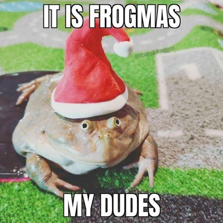 No Context Frogs (@nocontextfrogs) on Twitter photo 