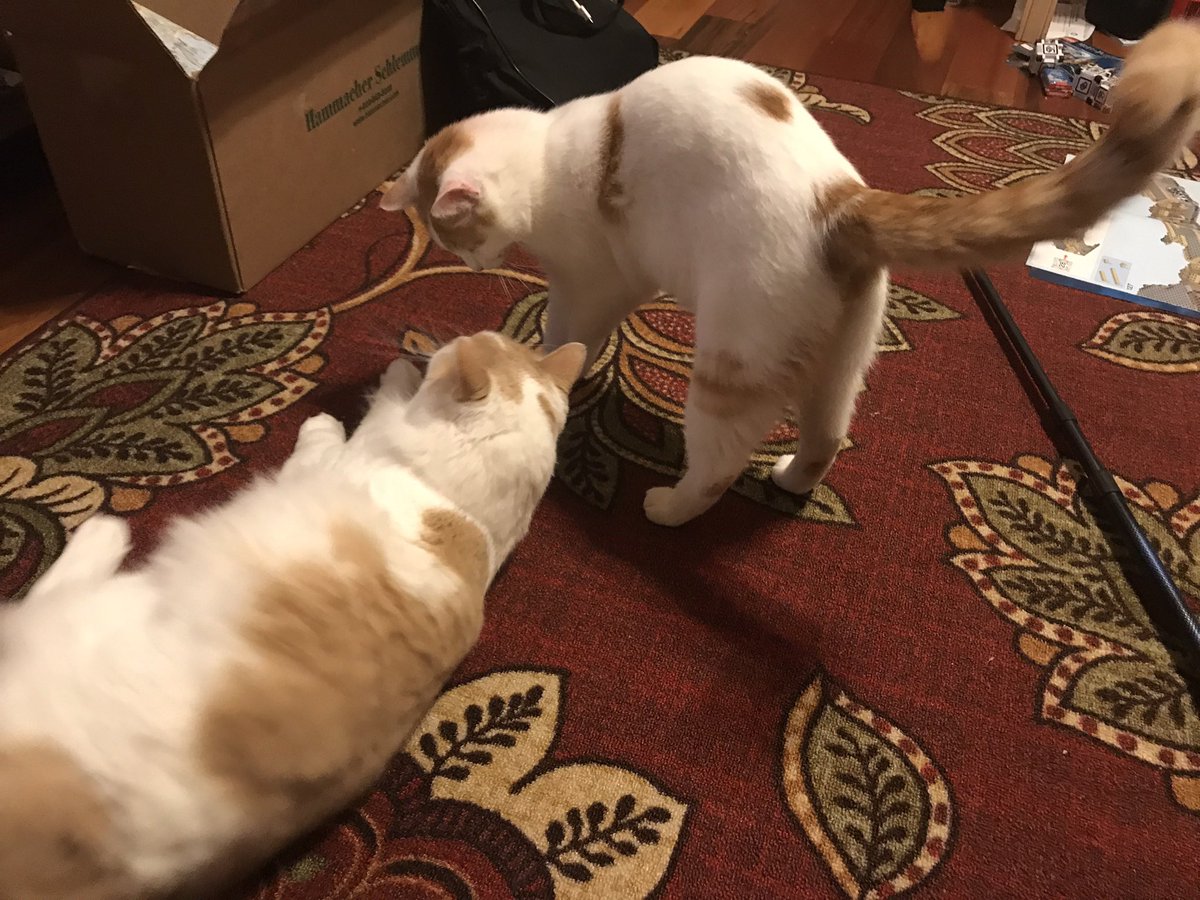AwmTitan's tweet photo. Merry Christmas y’all! I found some older pics of my cats for some festive cuteness😊 https://t.co/vhbFawTG2M
