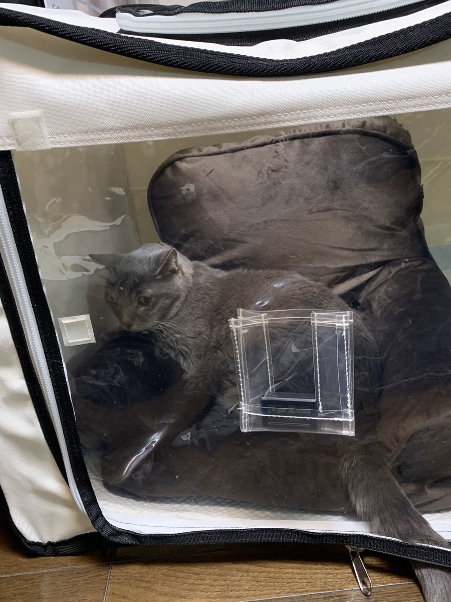 心臓が弱ってきてしまったので、酸素室を導入しました。
水の溜まりが多いし食欲もないのですごく心配😭