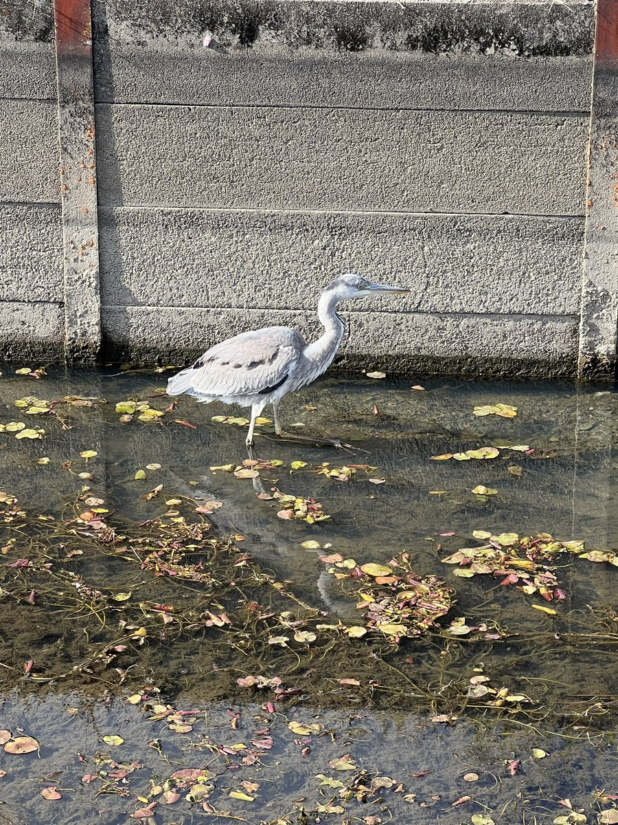 CocoColor12's tweet image. 今日はボランティア活動で
メンバーさん達とゴミ拾いに
行ってきました。

シロサギ？や鳩が何かのレースのスタートを切ろうとしている場面に遭遇しました。

#自立訓練事業所 #就労移行支援事業所 #自立訓練と就労支援の4年型 #枚方市 #御殿山 #cococolor #ココカラー #ボランティア活動 #クリスマス