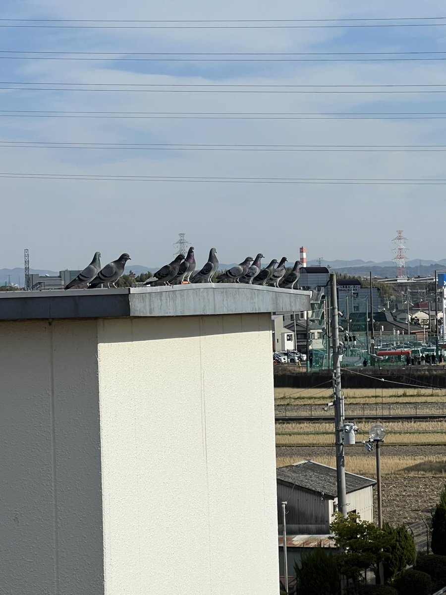 CocoColor12's tweet image. 今日はボランティア活動で
メンバーさん達とゴミ拾いに
行ってきました。

シロサギ？や鳩が何かのレースのスタートを切ろうとしている場面に遭遇しました。

#自立訓練事業所 #就労移行支援事業所 #自立訓練と就労支援の4年型 #枚方市 #御殿山 #cococolor #ココカラー #ボランティア活動 #クリスマス