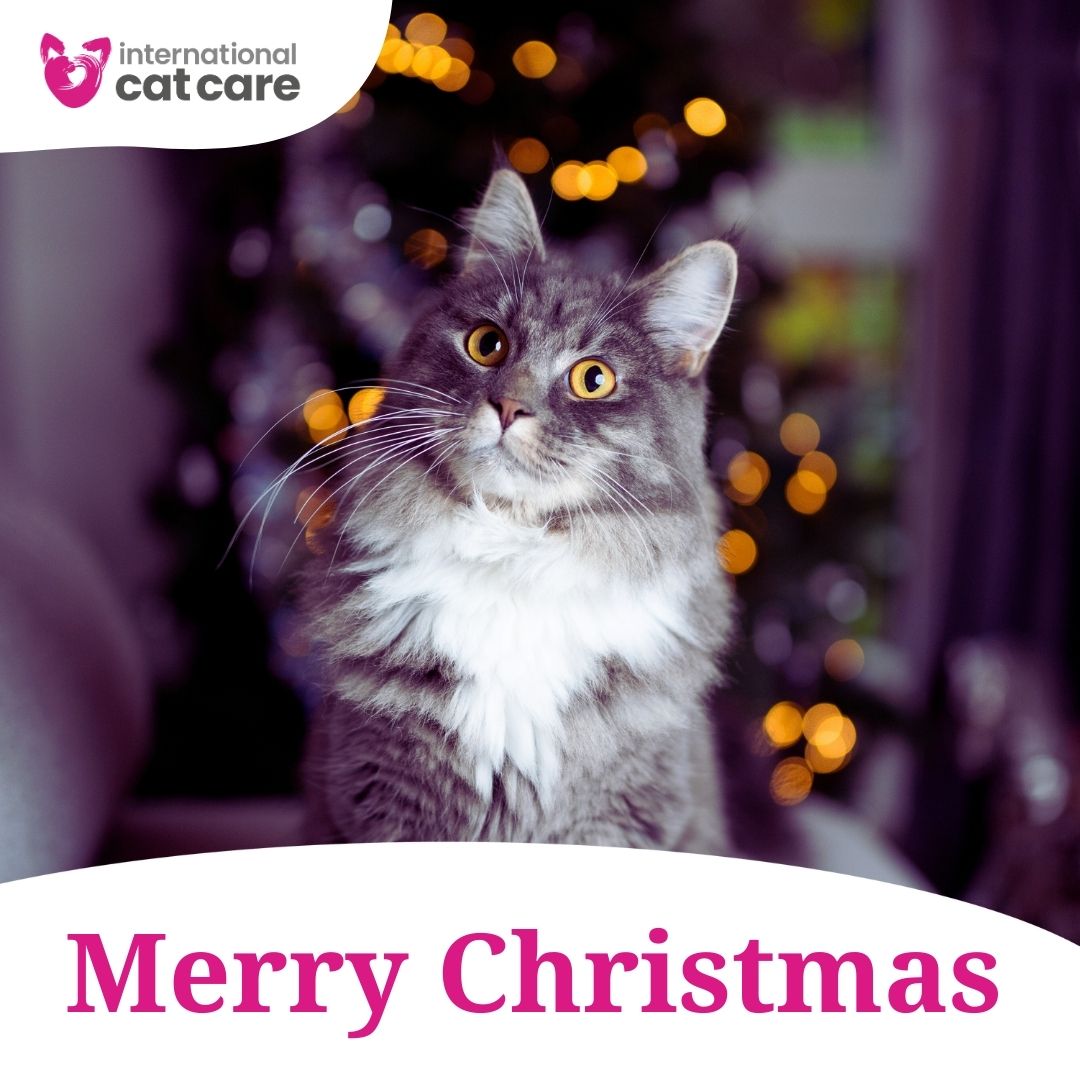To all those celebrating today, we wish you and any #cats in your care, a #MerryChristmas filled with festive cheer, and we thank you for your support throughout the year! 😺

We will be out of the office over the holiday period. Thank you for your patience during this time.