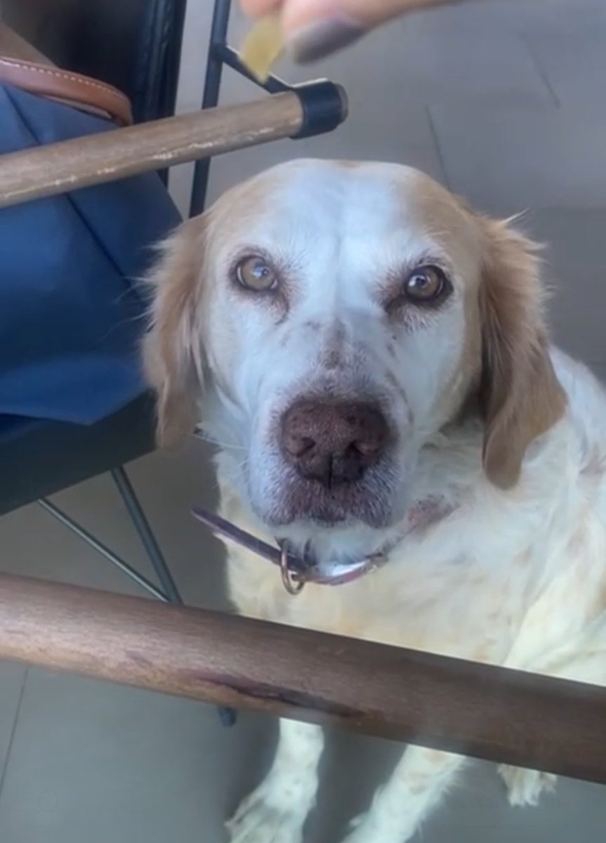 Sütlaç’tan sevgi dolu bir günaydıınn 🥰🐶